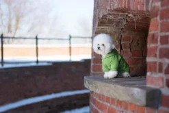 AMIPLAY Sweat-shirt à Capuche Texas Rouge 30cm 11 AMIPLAY Sweat-shirt à Capuche Texas Rouge 30cm -Magasin De Fournitures Pour Chiens fre pl AMIPLAY Sweat shirt a capuche Texas rouge 30cm 28485 6