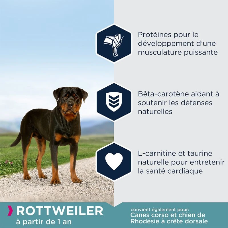 EUKANUBA Breed Specific Rottweiler 12kg+ Surprise Gratuite Pour Votre Chien 4 EUKANUBA Breed Specific Rottweiler 12kg+ Surprise Gratuite Pour Votre Chien – Image 4