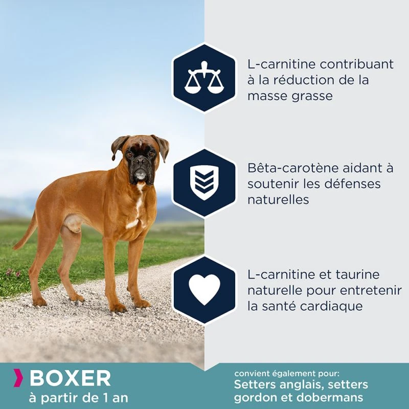 Eukanuba Adult Breed Specific Boxer 12kg 4 Eukanuba Adult Breed Specific Boxer 12kg – Image 4