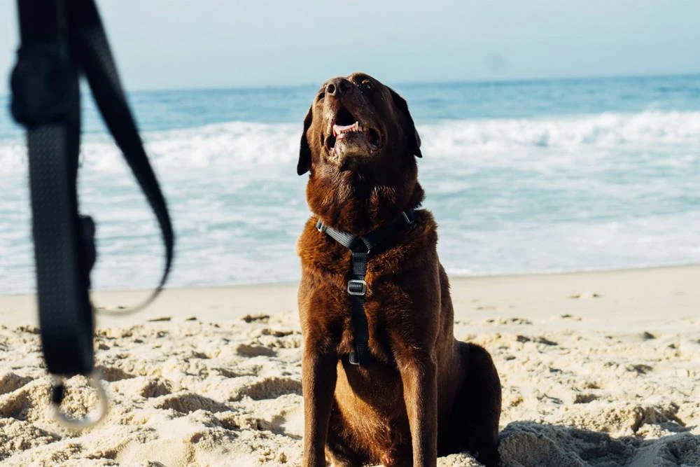 Harnais Pour Chien ZEE DOG NEOPRO - XS 3 Harnais Pour Chien ZEE DOG NEOPRO - XS – Image 3