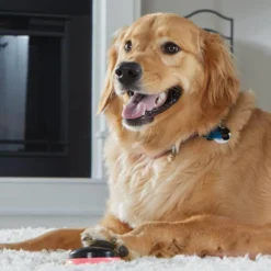 Hunger For Words TALKING PET NEXT WORDS LOCATIONS Localisation -Magasin De Fournitures Pour Chiens fre pl Hunger for Words TALKING PET NEXT WORDS LOCATIONS Localisation 29731 4