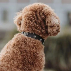 Hunter Mombasa Collier De Chien En Cuir XS-S- 40 Cm -Magasin De Fournitures Pour Chiens fre pl Hunter Mombasa collier de chien en cuir XS S 40 cm 28235 3