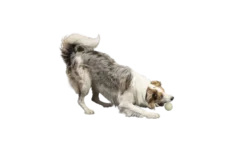 Kiwi Walker Let's Play GLOW BALL Maxi Balle -Magasin De Fournitures Pour Chiens fre pl Kiwi Walker Lets Play GLOW BALL Maxi balle 29862 3