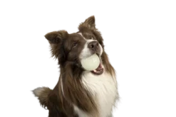 Kiwi Walker Let's Play GLOW BALL Maxi Balle -Magasin De Fournitures Pour Chiens fre pl Kiwi Walker Lets Play GLOW BALL Maxi balle 29862 4