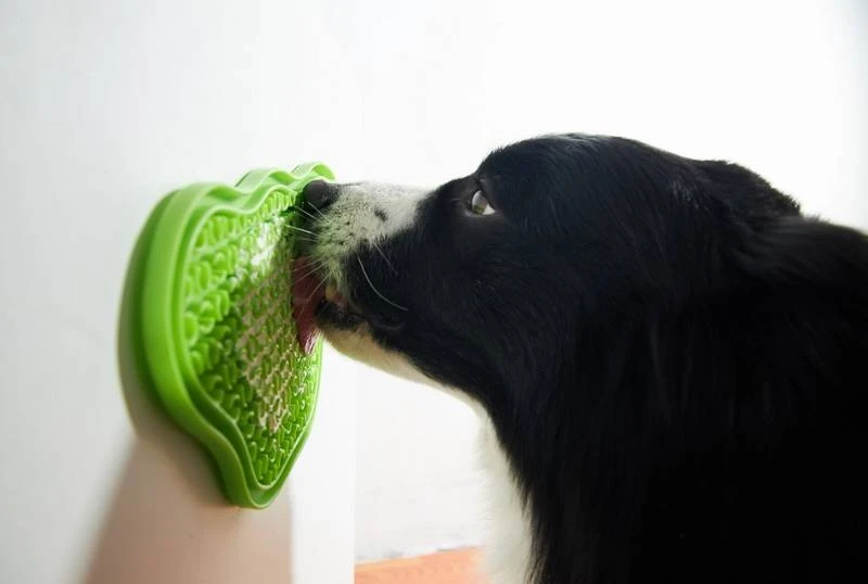 Pet Dream House 2-in-1 Slow Feeding Bowl Orange Eas 3 Pet Dream House 2-in-1 Slow Feeding Bowl Orange Eas – Image 3