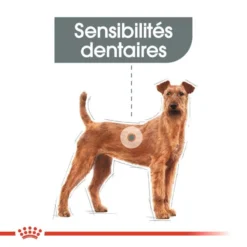 ROYAL CANIN CCN Medium Dental Care 3kg X2 10 ROYAL CANIN CCN Medium Dental Care 3kg X2 -Magasin De Fournitures Pour Chiens fre pl ROYAL CANIN CCN Medium Dental Care 3kg x2 30590 7