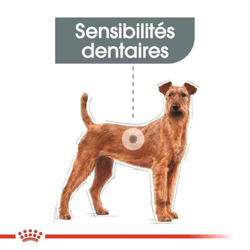ROYAL CANIN CCN Medium Dental Care 3kg X2 5 ROYAL CANIN CCN Medium Dental Care 3kg X2 – Image 5