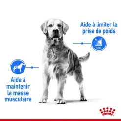 ROYAL CANIN CCN Medium Light Weight Care 3kg -Magasin De Fournitures Pour Chiens fre pl ROYAL CANIN CCN Medium Light Weight Care 3kg 10066 3