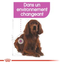 ROYAL CANIN CCN Medium Relax Care 1kg -Magasin De Fournitures Pour Chiens fre pl ROYAL CANIN CCN Medium Relax Care 1kg 16278 5