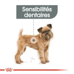 ROYAL CANIN CCN Mini Dental Care 8kg + Hector Gratuit -Magasin De Fournitures Pour Chiens fre pl ROYAL CANIN CCN Mini Dental Care 8kg hector gratuit 29934 6