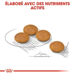 ROYAL CANIN CCN Mini Dermacomfort 1kg + OVER ZOO Délicatesse 100g -Magasin De Fournitures Pour Chiens fre pl ROYAL CANIN CCN Mini Dermacomfort 1kg OVER ZOO Delicatesse 100g 30805 2