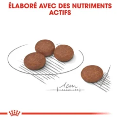 ROYAL CANIN CCN Mini Digestive Care 3kg -Magasin De Fournitures Pour Chiens fre pl ROYAL CANIN CCN Mini Digestive Care 3kg 16288 3