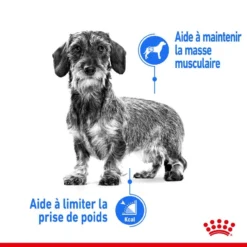 ROYAL CANIN CCN Mini Light Weight Care 8kg 9 ROYAL CANIN CCN Mini Light Weight Care 8kg -Magasin De Fournitures Pour Chiens fre pl ROYAL CANIN CCN Mini Light Weight Care 8kg 10067 7