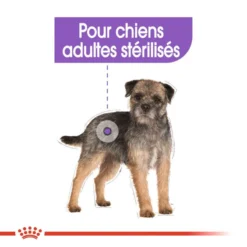 ROYAL CANIN CCN Sterilised Mini 1kg -Magasin De Fournitures Pour Chiens fre pl ROYAL CANIN CCN Sterilised Mini 1kg 10084 5