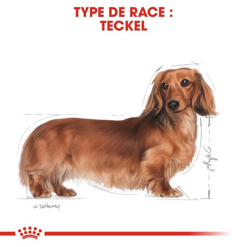 ROYAL CANIN Dachshund Adult 1,5kg 5 ROYAL CANIN Dachshund Adult 1,5kg – Image 5