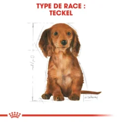 ROYAL CANIN Dachshund Puppy 1,5kg -Magasin De Fournitures Pour Chiens fre pl ROYAL CANIN Dachshund Puppy 1 5kg 15331 7