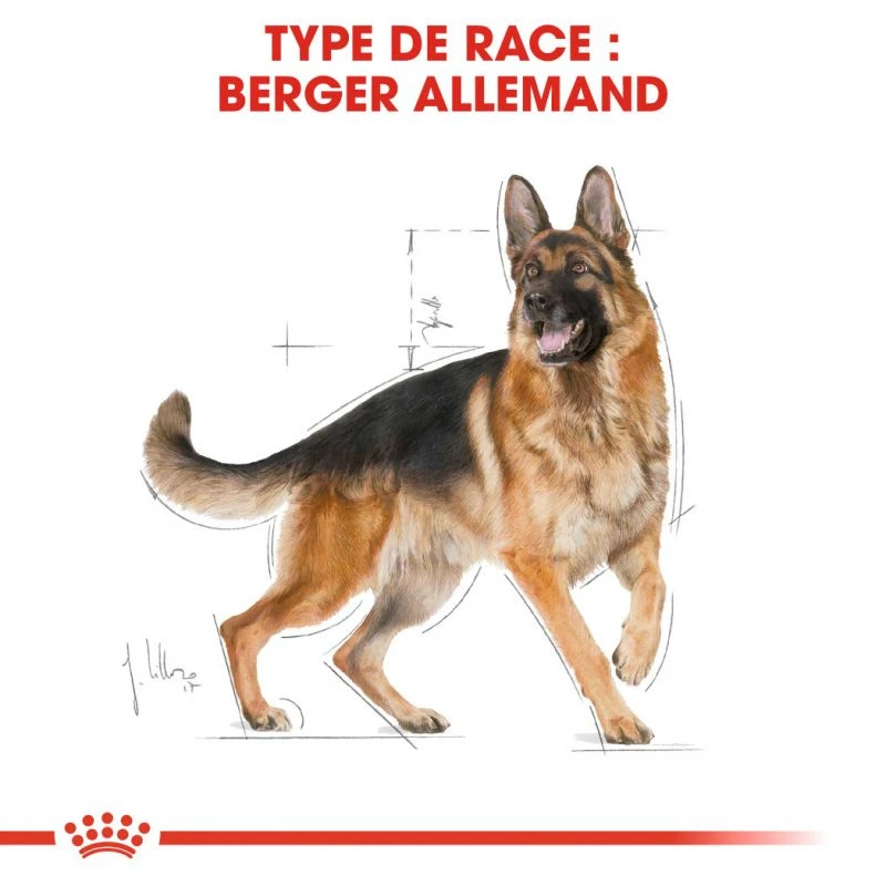 ROYAL CANIN German Shepherd Adult 11kg 4 ROYAL CANIN German Shepherd Adult 11kg – Image 4