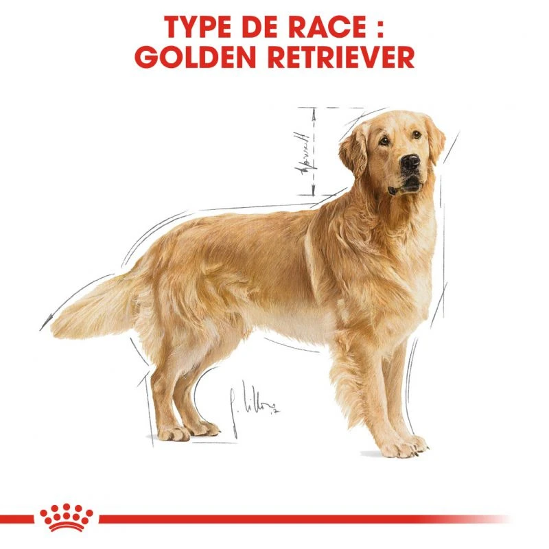 ROYAL CANIN Golden Retriever Adult 12kg 3 ROYAL CANIN Golden Retriever Adult 12kg – Image 3