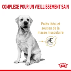 ROYAL CANIN Labrador Retriever Adult 5+ 3kgx2 9 ROYAL CANIN Labrador Retriever Adult 5+ 3kgx2 -Magasin De Fournitures Pour Chiens fre pl ROYAL CANIN Labrador Retriever Adult 5 3kg x2 30738 3