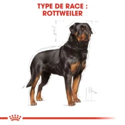 ROYAL CANIN Rottweiler Adult 12kg 8 ROYAL CANIN Rottweiler Adult 12kg -Magasin De Fournitures Pour Chiens fre pl ROYAL CANIN Rottweiler Adult 12kg 9456 3