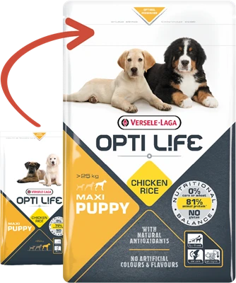 Versele-Laga Opti Life Puppy Maxi Au Poulet 12.5kg 1 Versele-Laga Opti Life Puppy Maxi Au Poulet 12.5kg