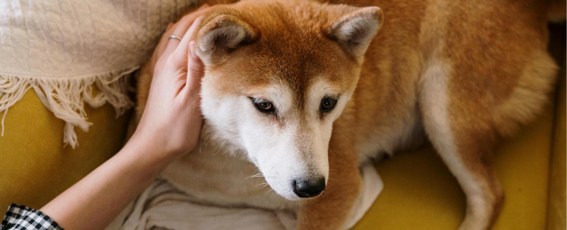 Magasin De Fournitures Pour Chiens -Magasin De Fournitures Pour Chiens pexels cottonbro 4056465