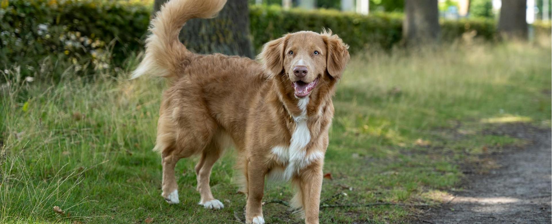 Magasin De Fournitures Pour Chiens -Magasin De Fournitures Pour Chiens pexels finn ruijter 2153149058 32980224